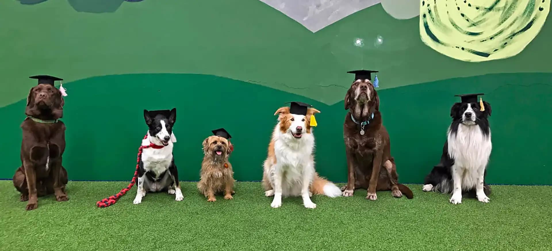 Puppy Lessons Scottsdale Expert Tips for Raising a Happy Pup