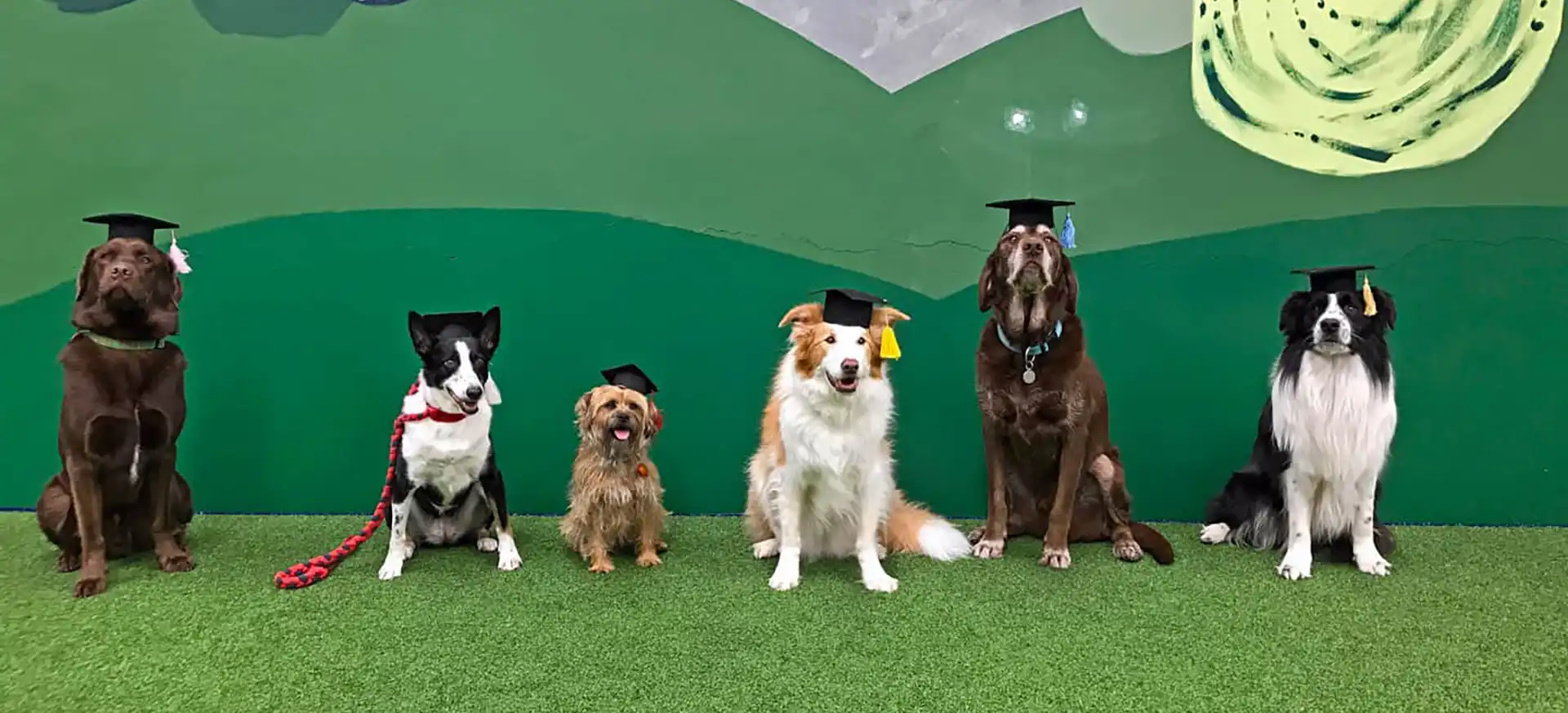 Puppy Lessons Scottsdale Expert Tips for Raising a Happy Pup